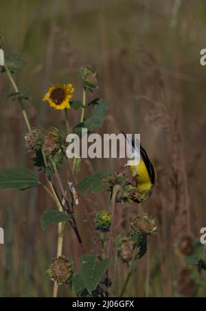 American Goldfinch appollaiato a testa in giù su un girasole mentre mangiano i semi di girasole. Un cavalletto si trova su uno stelo adiacente. Foto Stock