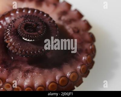 Grande polpo su sfondo bianco. Fotografia macro. Mondo animale, biologia, acquario. Cucina culinaria, cucina di mare, piatti di pesce. Ristorante cucina ricip Foto Stock