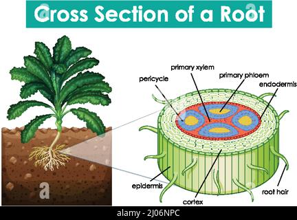 Diagramma che mostra una sezione trasversale di una illustrazione di root Illustrazione Vettoriale