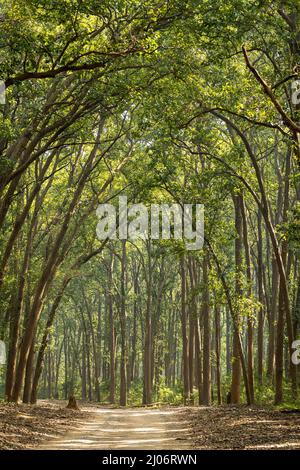 Vista panoramica del sentiero forestale o safari o strada principale con baldacchino di alberi di sal alti e lunghi al parco nazionale jim corbett zona dhikala Foto Stock