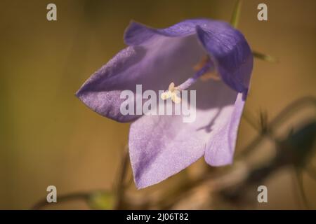 Primo piano del fiore viola e giallo dell'harefell (Campanula rotundifolia) che cresce ai laghi di Lackford a Suffolk Foto Stock