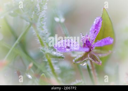 Comune mallow (Malva sylvestris) cresce tra la vegetazione del bosco sul bordo di East Wretham Heath in Norfolk Foto Stock