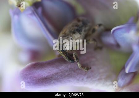 Macro primo piano di un coleottero, Lixus vilis, fiore rosa della corona, Odisha, Bhadrak Foto Stock