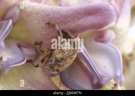 Macro primo piano di un coleottero, Lixus vilis, fiore rosa della corona, Odisha, Bhadrak Foto Stock