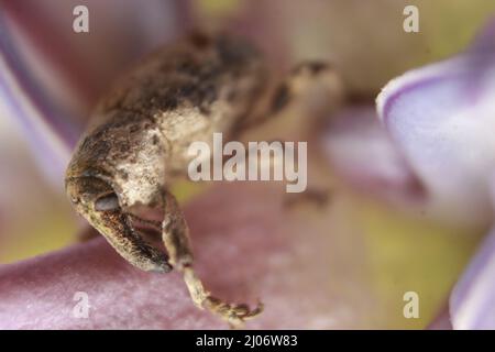 Macro primo piano di un coleottero, Lixus vilis, fiore rosa della corona, Odisha, Bhadrak Foto Stock