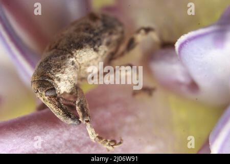 Macro primo piano di un coleottero, Lixus vilis, fiore rosa della corona, Odisha, Bhadrak Foto Stock