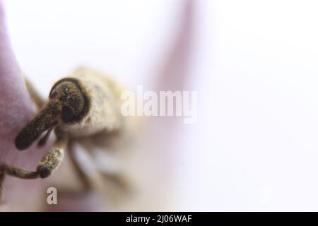 Macro primo piano di un coleottero, Lixus vilis, fiore rosa della corona, Odisha, Bhadrak Foto Stock