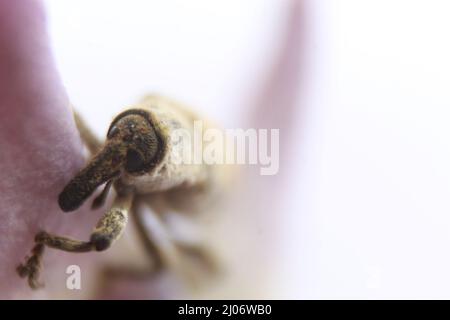 Macro primo piano di un coleottero, Lixus vilis, fiore rosa della corona, Odisha, Bhadrak Foto Stock