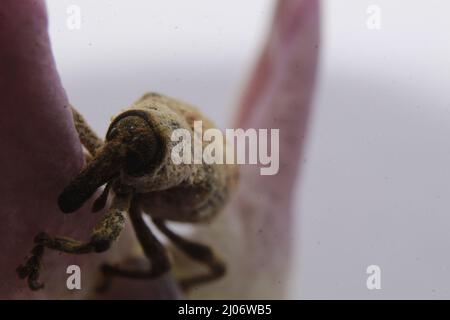 Macro primo piano di un coleottero, Lixus vilis, fiore rosa della corona, Odisha, Bhadrak Foto Stock