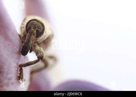 Macro primo piano di un coleottero, Lixus vilis, fiore rosa della corona, Odisha, Bhadrak Foto Stock