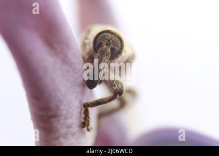 Macro primo piano di un coleottero, Lixus vilis, fiore rosa della corona, Odisha, Bhadrak Foto Stock