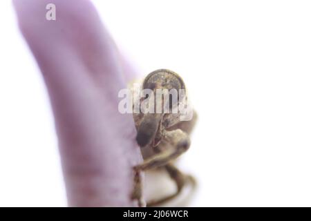 Macro primo piano di un coleottero, Lixus vilis, fiore rosa della corona, Odisha, Bhadrak Foto Stock