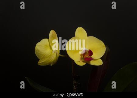Orchidea gialla in una pentola. Phalaenopsis orchidea. Su sfondo nero. Primo piano. Foto Stock
