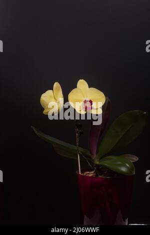 Orchidea gialla in una pentola. Phalaenopsis orchidea. Su sfondo nero. Primo piano. Foto Stock