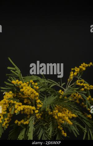 Bouquet di mimosa gialla. Su sfondo nero. Primo piano. Foto Stock