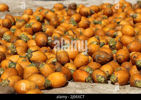 Sun-drying fresco raccolto arreca noce o betel palma noce o talvolta chiamato masticare noce Foto Stock