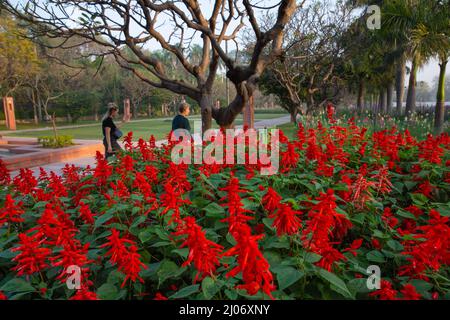 New Delhi, India. 17th Mar 2022. La gente cammina accanto fiori in fiore in un giardino a Nuova Delhi, India, 17 marzo 2022. Credit: Javed Dar/Xinhua/Alamy Live News Foto Stock
