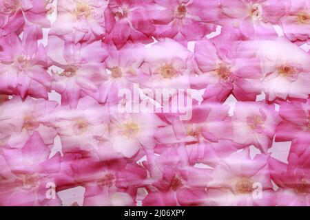 petali rosa freschi disposti su sfondo. Sfocato Foto Stock