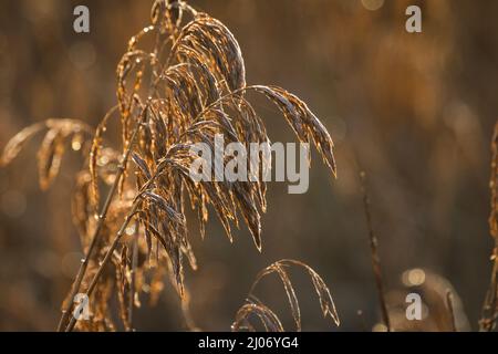 Il sole sorge dietro le canne dei letti di canna di Lakenheath Fen a Suffolk Foto Stock