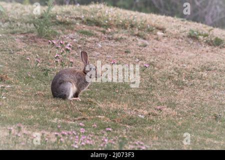 Un giovane coniglio (Oryctolagus cuniculus) si trova nelle praterie pesantemente ghiaiate che fanno parte della riserva naturale sabbiosa di Minsbere, Suffolk Foto Stock