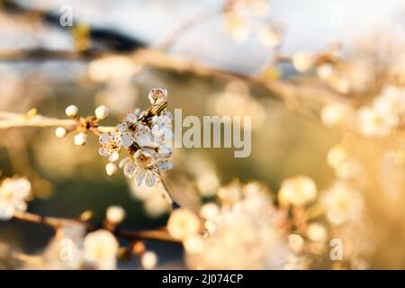 Fiori su ramo di albero di frutta europeo 'Prunus domestica' in primavera Foto Stock