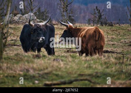 Sparo bianco e nero di bestiame altopiano su un prato. Corna potente pelliccia marrone. Agricoltura e allevamento di animali. Mammiferi dalla Scozia. Foto Stock