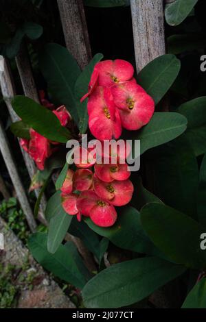 l'eurforbia milii fiore fiorisce e si incunea nel recinto di bambù nel cortile Foto Stock