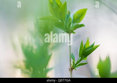 Lilla germogliante (Syringa vulgaris) ramo, giovani foglie verdi germoglianti in primavera. Foto Stock