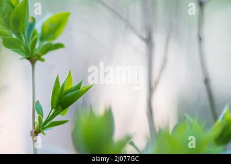 Lilla germogliante (Syringa vulgaris) ramo, giovani foglie verdi germoglianti in primavera. Foto Stock