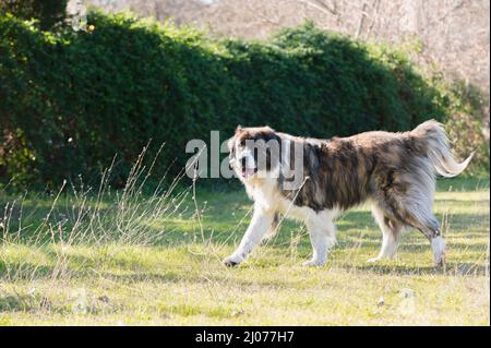 Cane da guardia di Mosca, cane che cammina in una giornata di sole nella foresta. Spagna Foto Stock