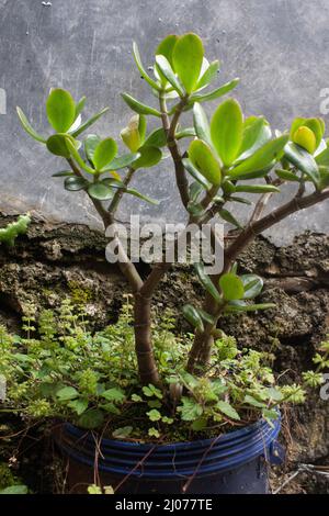 crassula ovata pianta in vaso in ipercresciuto con erbacce Foto Stock