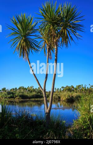 La forma distintiva di un albero di cavolo neozelandese (Cordyline australis) che cresce in una zona umida Foto Stock