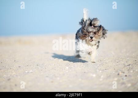 Adorabile, felice e divertente Bichon Havanese cane che corre sulla spiaggia con orecchie volanti e capelli in una luminosa giornata di sole. Profondità di campo poco profonda, focalizzazione su t Foto Stock