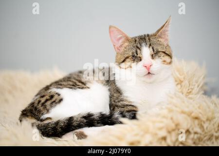 Ritratto di un adorabile gatto tabby bianco e marrone cieco adagiato su un tappeto di peluche beige. Carino e affettuoso gattino salvato, perso gli occhi a causa di un sever Foto Stock