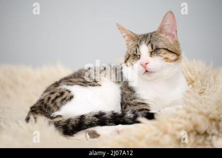 Ritratto di un adorabile gatto tabby bianco e marrone cieco adagiato su un tappeto di peluche beige. Carino e affettuoso gattino salvato, perso gli occhi a causa di un sever Foto Stock