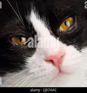 Primo piano ritratto di un adorabile gatto bianco e nero con bello, umido di lacrime, occhi color ambra scuro. Messa a fuoco selettiva Foto Stock