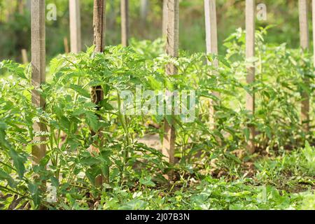 Coltivando piante di pomodoro legate a pali di sostegno del legno. Verde, biologico concetto di base agricoltura Foto Stock