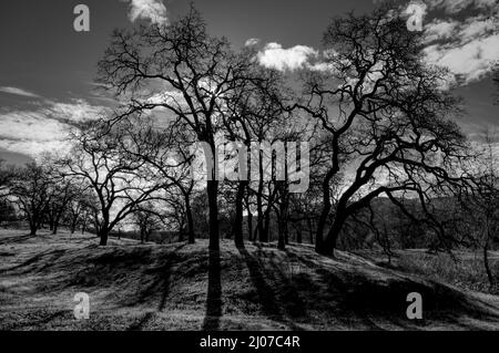Primo piano di un albero solitario in un campo con le nuvole cupe sopra sparate in scala di grigi Foto Stock