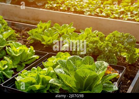 Coltivazione biologica di ortaggi idroponici fattoria con luce morbida. Coltivare ortaggi pianta agriculture.Organic cibo agricoltura, sano stile di vita alimentare da lontano Foto Stock