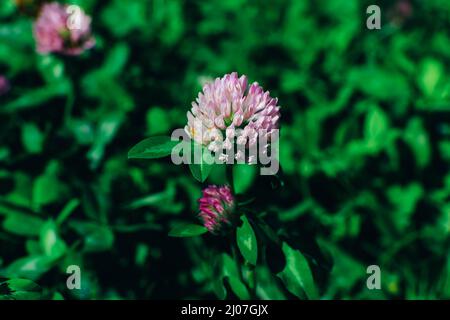 Trifoglio rosa che cresce in campo verde estivo al mattino. Primo piano testa di fiori selvatici Foto Stock