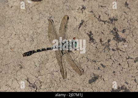 Una libellula a coda di uncino ad occhio verde. Onychogomphus forcipatus. Foto Stock