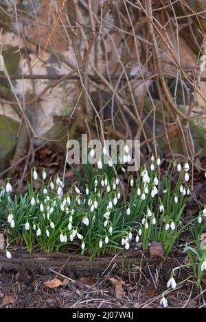 Un aiuola piena di nevi fiorite, Galanthus Foto Stock