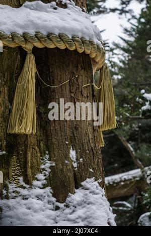 Tradizionale corda sacra giapponese Shinto shimenawa coperta di neve, legata intorno ad un grande albero in una foresta in Kyoto Giappone. Foto Stock