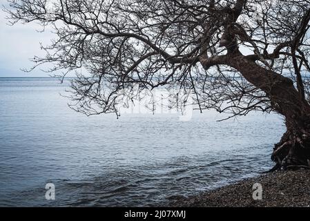 Albero che cresce vicino al mare. Dilek Peninsula National Pak. Kusadasi, Turchia Foto Stock