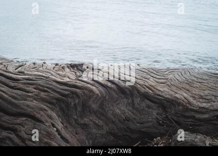 Vista ravvicinata dei modelli di trunk ad albero. Sfondo mare. Foto Stock