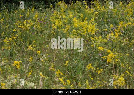 Echtes Labkraut, Gelbes Labkraut, Wildwiese, Blumenwiese, Gelbes Waldstroh, Liebfrauenbettstroh, Liebkraut, Gliedkraut, Gelb-Labkraut, verum di Galium, L Foto Stock