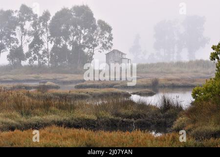 Area paludosa con purslane di mare (Halimione portulacoides) piante, tempo nebbia in Aveiro Portogallo. Foto Stock