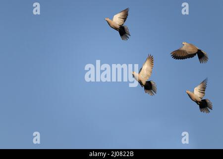 Un gregge di colombi che volano nel cielo azzurro Foto Stock