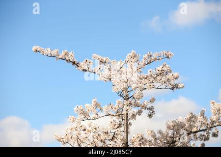 Fiorisce alberi a Battersea Park a Londra. Data foto: Giovedì 17 marzo 2022. Foto Stock