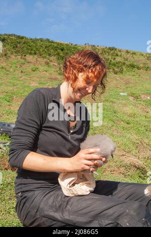 Ricercatore della Oxford University Weighing Manx Shearwater Chick, Skomer Island Foto Stock